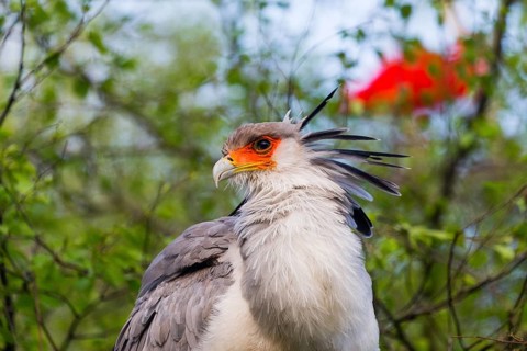 Secretary bird (Sagittarius serpentarius), a portrait study of an adult bird, native to sub-Saharan