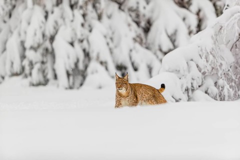 One young male Eurasian lynx, (Lynx lynx), walking through deep snow covered undergrowth in a