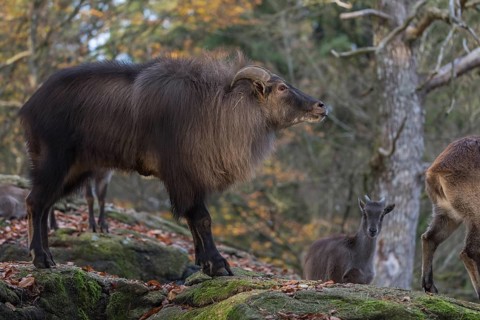 One female and one male Himalayan Tahr (Hemitragus jemlahicus) standing in a forest. Green and