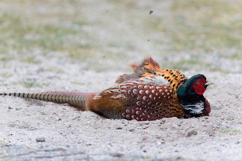Common pheasant (Phasianus colchicus), Ring-necked pheasant, cock or male bird, taking a dust bath