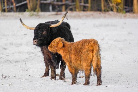 A highland cow (Bos primigenius taurus) and her calf stand at the edge of a forest on a