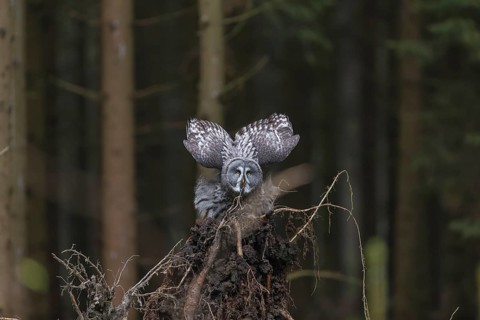 One great grey owl (Strix nebulosa) flying through a spruce forest