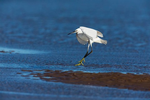 Little Egret (Egretta garzetta), adult bird in flight, about to land on mudflats, North Sea, Holy