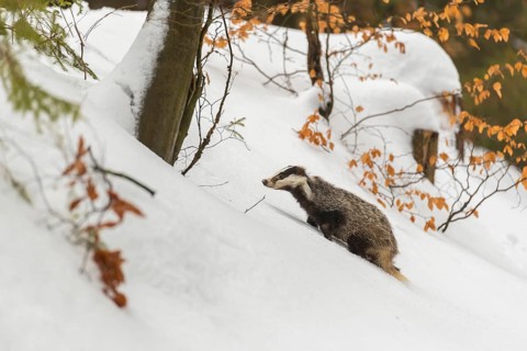 One young European badger (Meles meles) walking through a ravine in deep snow