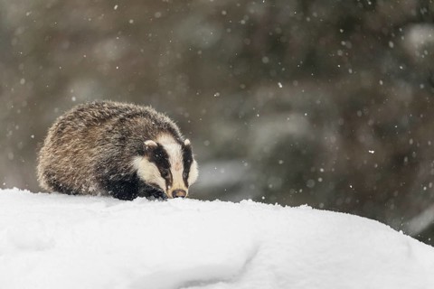 One young European badger (Meles meles) walking through deep snow during snow fall