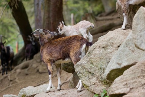 A female bezoar ibex (Capra aegagrus aegagrus) stands together with her goatling on a rock