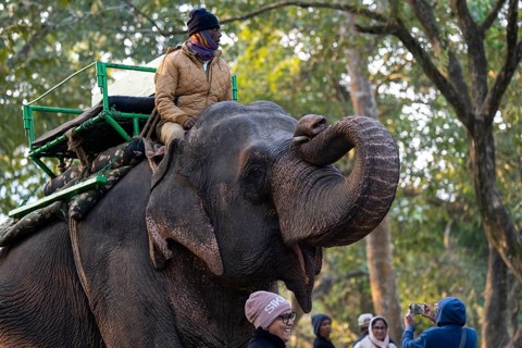 Tourists ride elephants during a safari at Kaziranga National Park on December 5, 2024 in