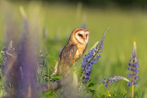 One barn owl (Tyto alba) sitting on a branch lying in a field of flowering lupines in late evening