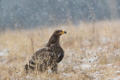 One steppe eagle, Aquila nipalensis, sitting on a snowy meadow during snowfall. Trees and grass in
