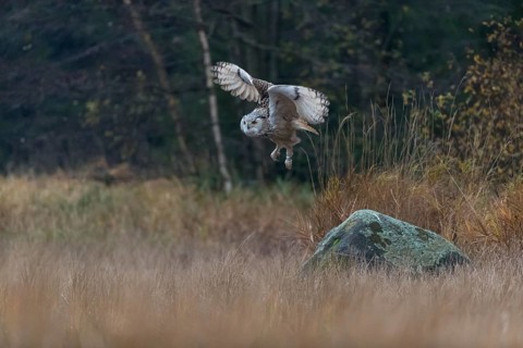 One Siberian Eagle Owl (Bubo bubo sibiricus) flying over tall reed grass lakeshore on an autumnal