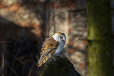 One barn owl (Tyto alba) sitting on top of a tree stump. Spotlight on the bird and a wall of a ruin
