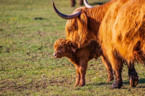 One Highland cow (Bos (primigenius) taurus) stands on a meadow and licks her calf clean