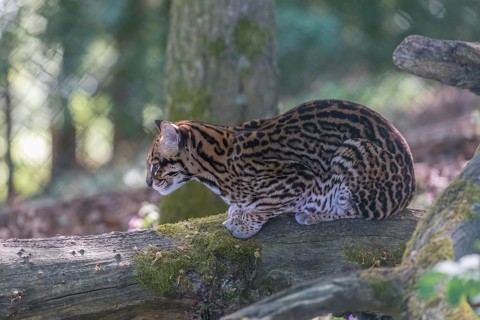 One Ocelot, Leopardus pardalis, resting on a fallen tree with green vegetation in the background