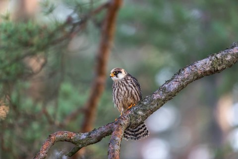 One female red-footed falcon (Falco vespertinus) sitting on a twig of a tree in a forest. Green