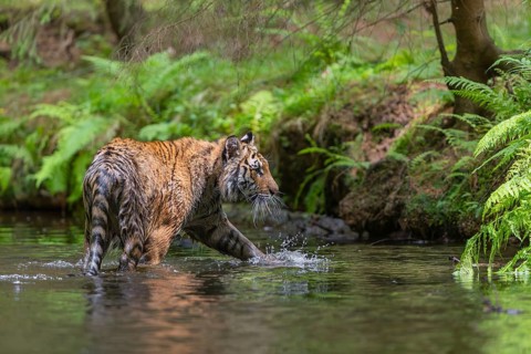 One young female Siberian Tiger, Panthera tigris altaica, walking thru the cool fresh water of a