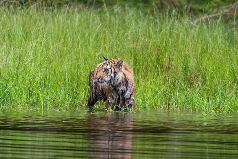 One young female Siberian Tiger, Panthera tigris altaica, running thru the shallow water of a pond