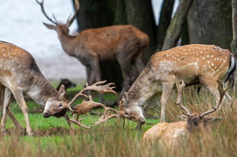 Two European fallow deer (Dama dama) bucks, males fighting by locking antlers on lake shore during