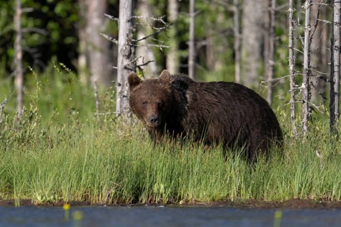 Brown bear (Ursus arctos) in the Finnish taiga, Kuusamo, Finland, Europe