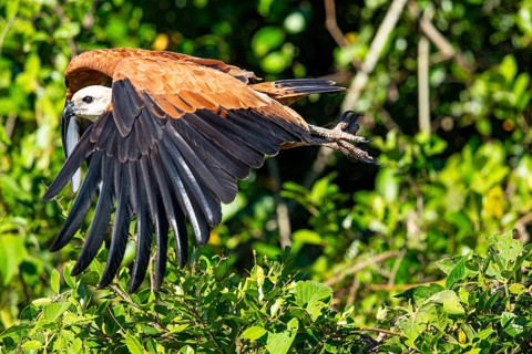 Black-collared hawk (Busarellus nigricollis) Pantanal Brazil