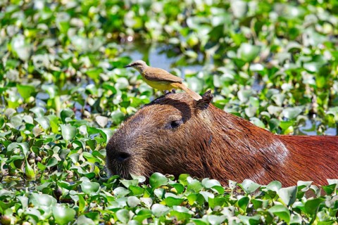 Capybara (Hydrochaeris hydrochaeris) Pantanal Brazil