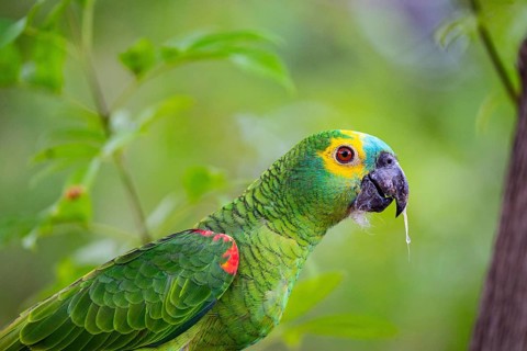 Blue-fronted Amazon (Amazona aestiva (Pantanal Brazil