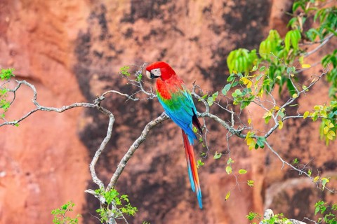 Red-and-green macaw (Ara chloropterus) Buraco das Araras Brazil