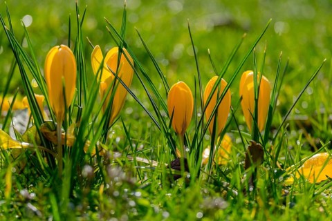 Yellow crocuses (Crocus) with raindrops, Palatinate, Rhineland-Palatinate, Germany, Europe