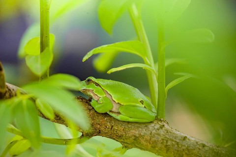 A European tree frog (Hyla arborea) rests on a twig of a bush