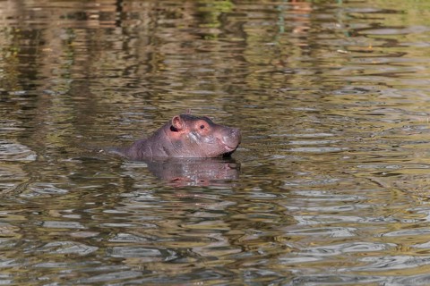 A baby hippopotamus (Hippopotamus amphibius) swimming in a river