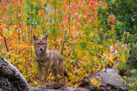 One golden jackal (Canis aureus) stands on a fallen tree trunk. Behind him is a tree in intense