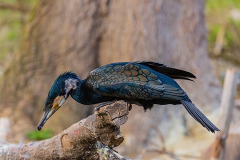 Great cormorant, Phalacrocorax carbo, sits on a branch
