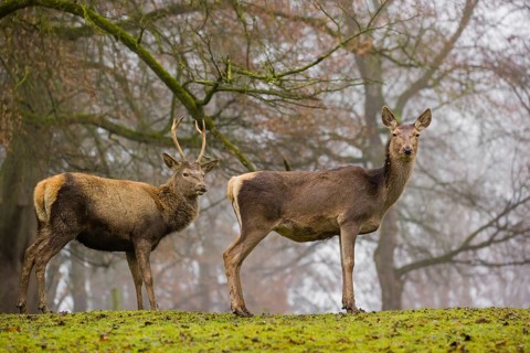 A Red Deer hind (Cervus elaphus) and a young stag stand on a green meadow at a forest edge on a