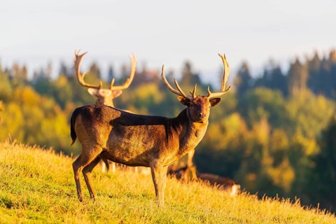 A herd of fallow deer (Dama dama) stands on a meadow on hilly ground and enjoys the first light of