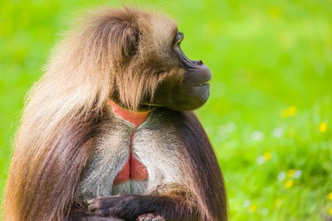 Portrait of an adult male Gelada (Theropithecus gelada), or bleeding-heart monkey, resting on a