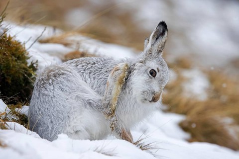 Mountain hare, alpine hare, snow hare (Lepus timidus) in white winter pelage grooming fur in late
