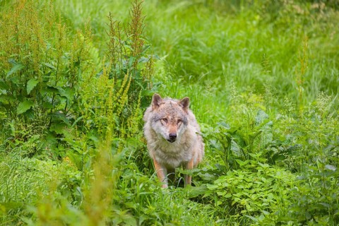 A submissive eurasian gray wolf (Canis lupus lupus) anxiously watches the higher-ranking wolves