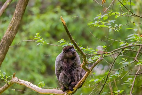 A common woolly monkey, brown woolly monkey, or Humboldt's woolly monkey (Lagothrix lagothricha)