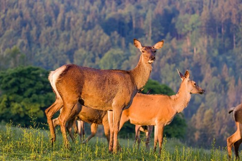 A group of female Altai maral, Altai wapiti or Altai elk (Cervus canadensis sibiricus) stand in a