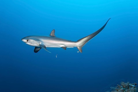 Common thresher, thresher, shark, (Alopias vulpinus), swimming with cleaner wrasse (Labroides
