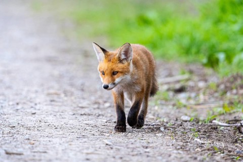 Fox (Vulpes vulpes) puppy Germany
