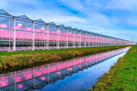 Large greenhouses for cucumbers and strawberries, over 10 hectares, the plants are artificially
