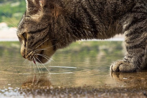 Eye level view of grey colored feral Felis catus - Cat drinking in a puddle of stagnant water, Old