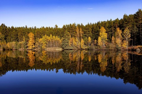 Autumn coloured birch trees on the shore of a fish pond near Neu Nagelberg, Gmünd, Waldviertel,