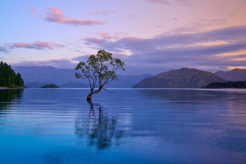 A tree stands in a lake, surrounded by mountains and pink dawn, summer, Lake Wanaka, Wanaka, Otago,
