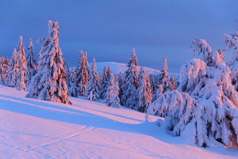 Winter magic at the Wossecker Baude at dusk, snow-covered trees in the evening light, Harrachsdorf