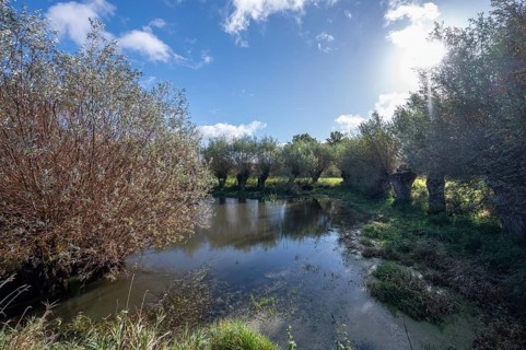 Wicker (Salix viminalis) and silver willow (Salix alba) at a village pond, Othenstof Estate,