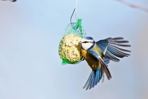 Blue tit (Cyanistes caeruleus, syn.: Parus caeruleus), approaching a tit dumpling, winter feeding