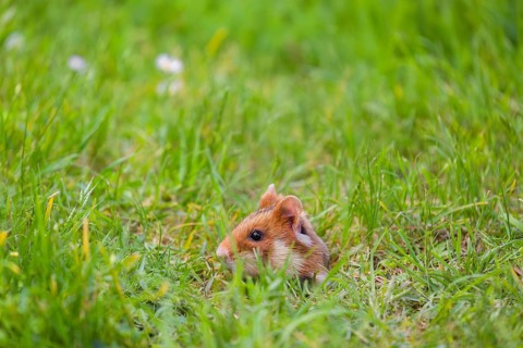 A European hamster (Cricetus cricetus), Eurasian hamster, black-bellied hamster or common hamster,