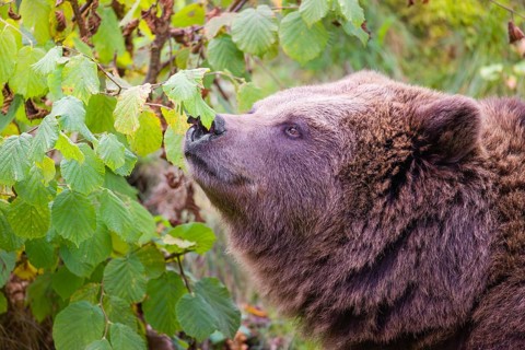 An adult female brown bear (Ursus arctos arctos) eating leaves from a birch tree