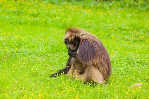 A male Gelada (Theropithecus gelada), or bleeding-heart monkey grazes on a green meadow